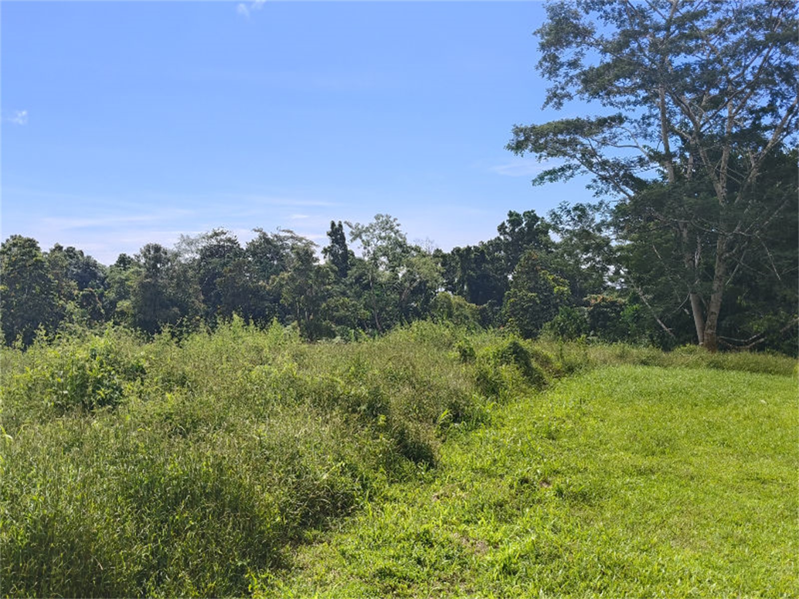 Tiapapata | Freehold Land