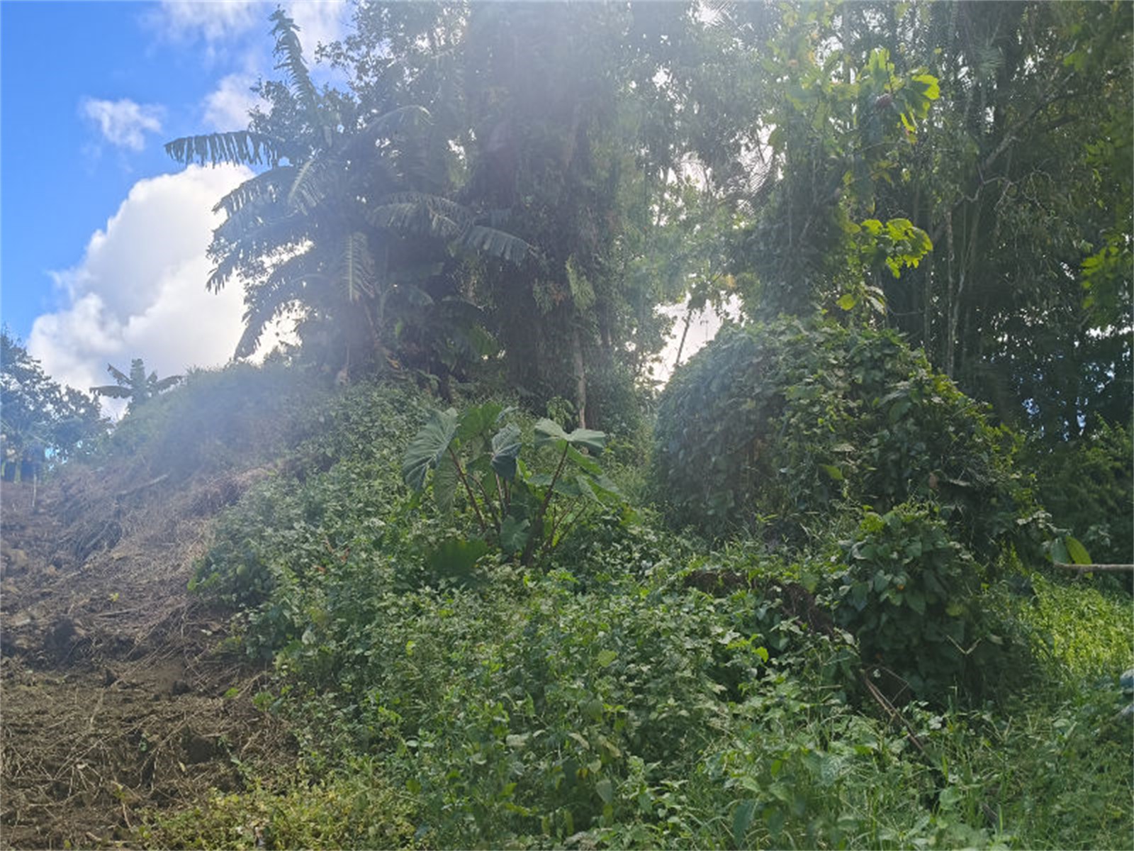 Tiapapata | Quarter Acre Lots