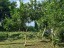 Vacant Land 1/4 Acre | Vailele